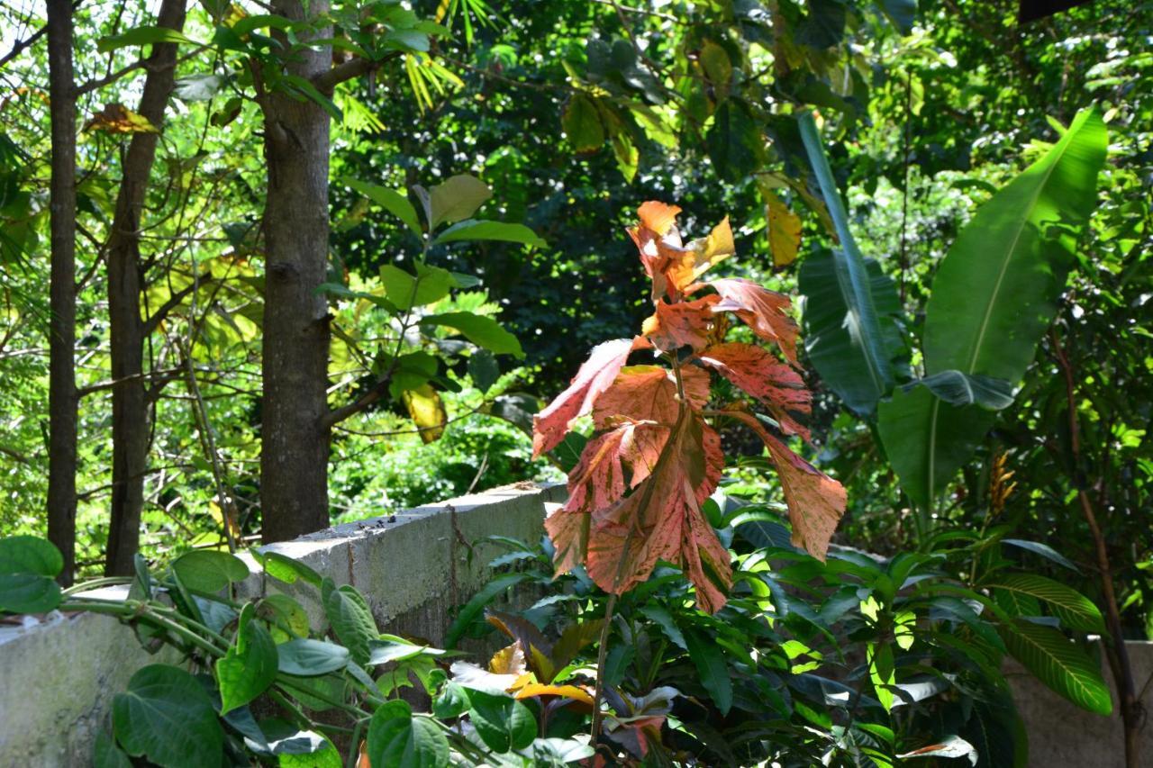 View Guesthouse & Bistro At Goyambokka Tangalle Extérieur photo